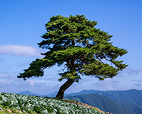 교목 | School Tree - 소나무 이미지