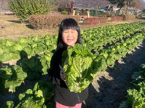 용연초, 가을 텃밭에서 자란 배추·무 수확