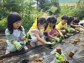 9. 3.)배추모종심기